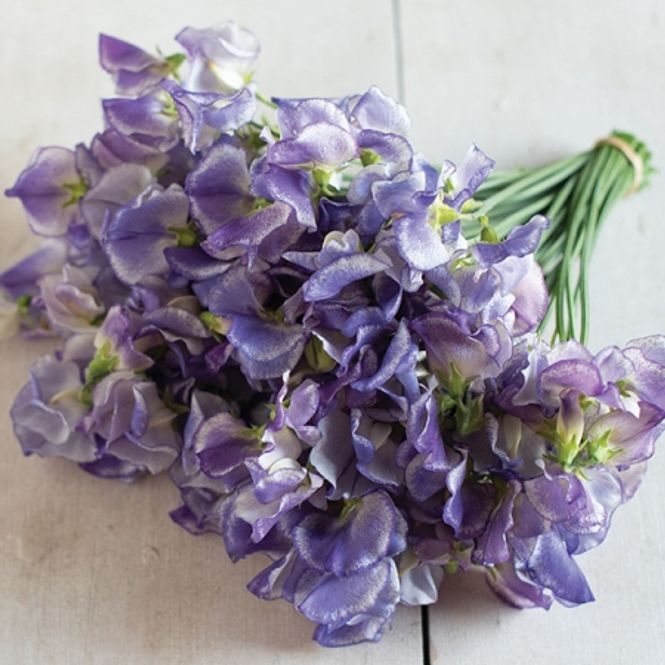 Hovedbilde Blomsterert 'Blue Ripple' - Lathyrus odoratus