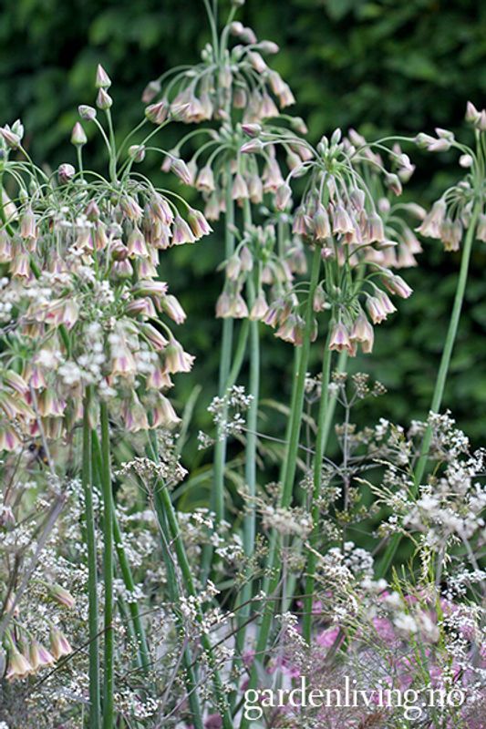 Honningløk - Allium siculum subsp. dioscoridis - 10 stk