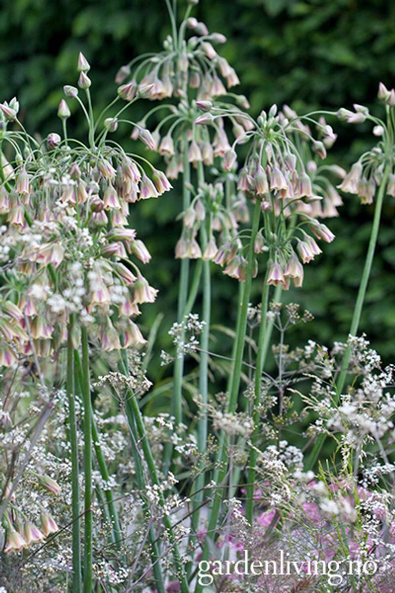Honningløk - Allium siculum subsp. dioscoridis - 8 stk