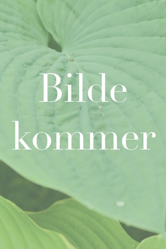 Tidløs - Colchicum bornmuelleri 