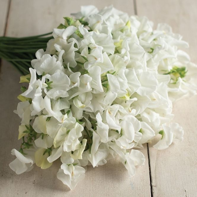 Hovedbilde Blomsterert 'Royal Wedding' - Lathyrus odoratus