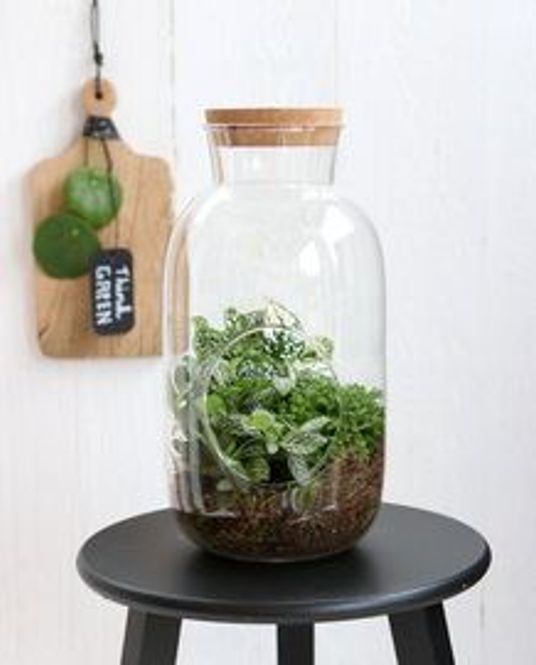 Hovedbilde Terrarium åpen, glass