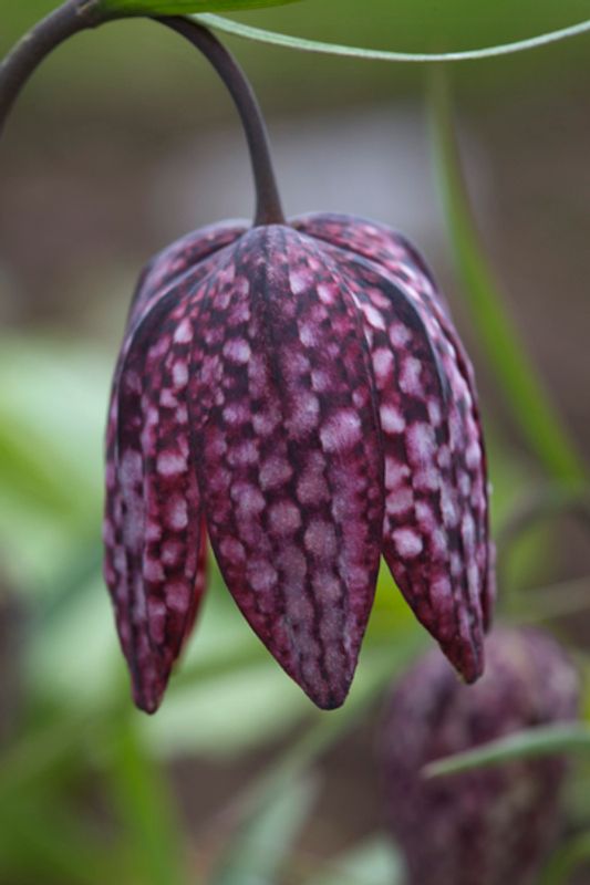 Rutelilje 'Mixed Colours' - Fritillaria meleagris - 12 stk