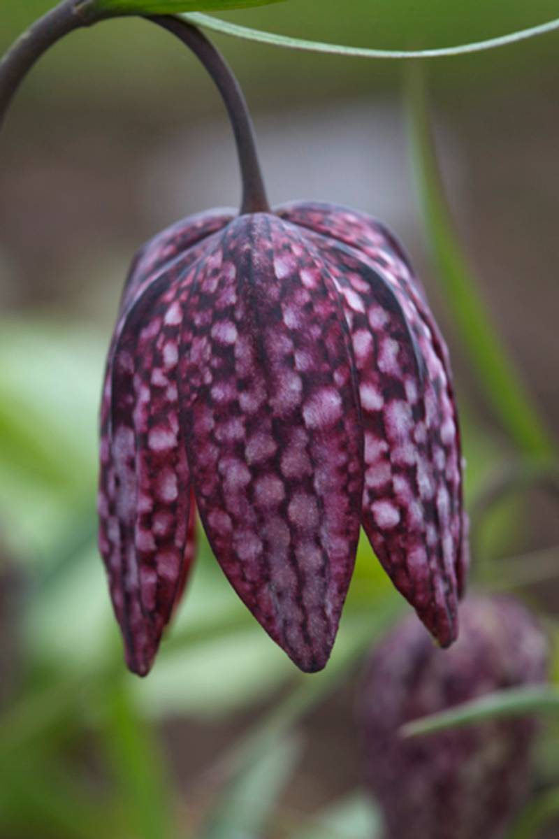 Rutelilje 'Mixed Colours' - Fritillaria meleagris - 12 stk