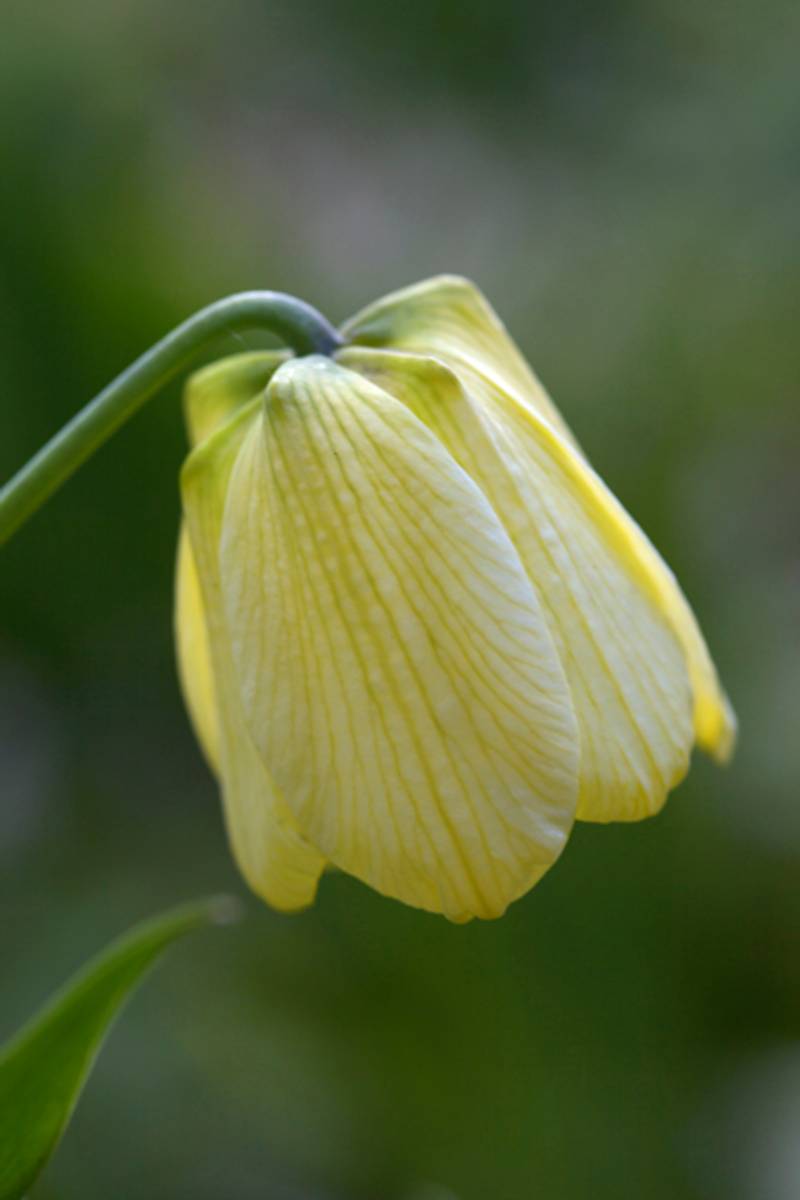 Blekkrone - Fritillaria pallidiflora - 1 stk
