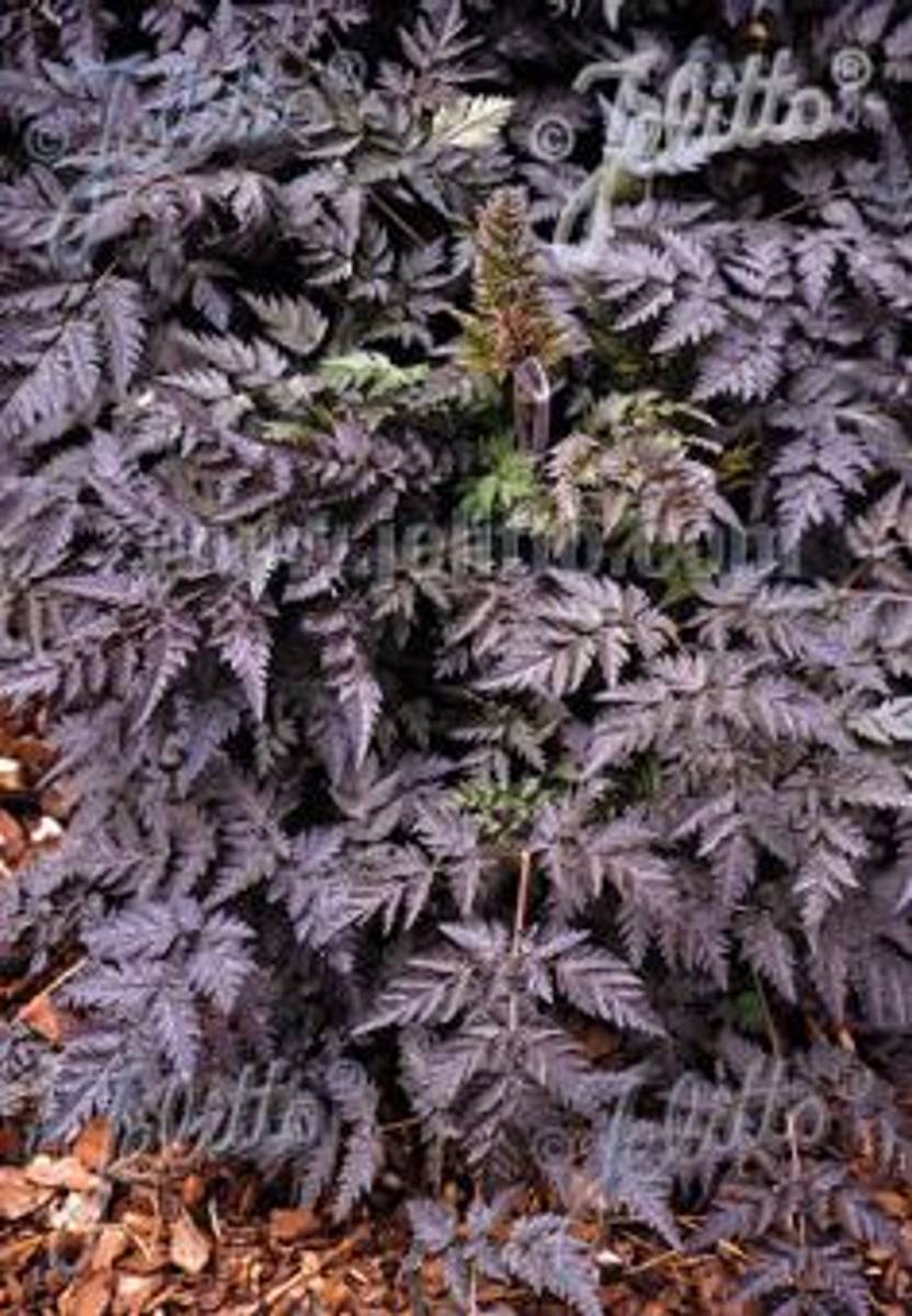 Hundekjeks 'Ravenswing' - Anthriscus sylvestris 