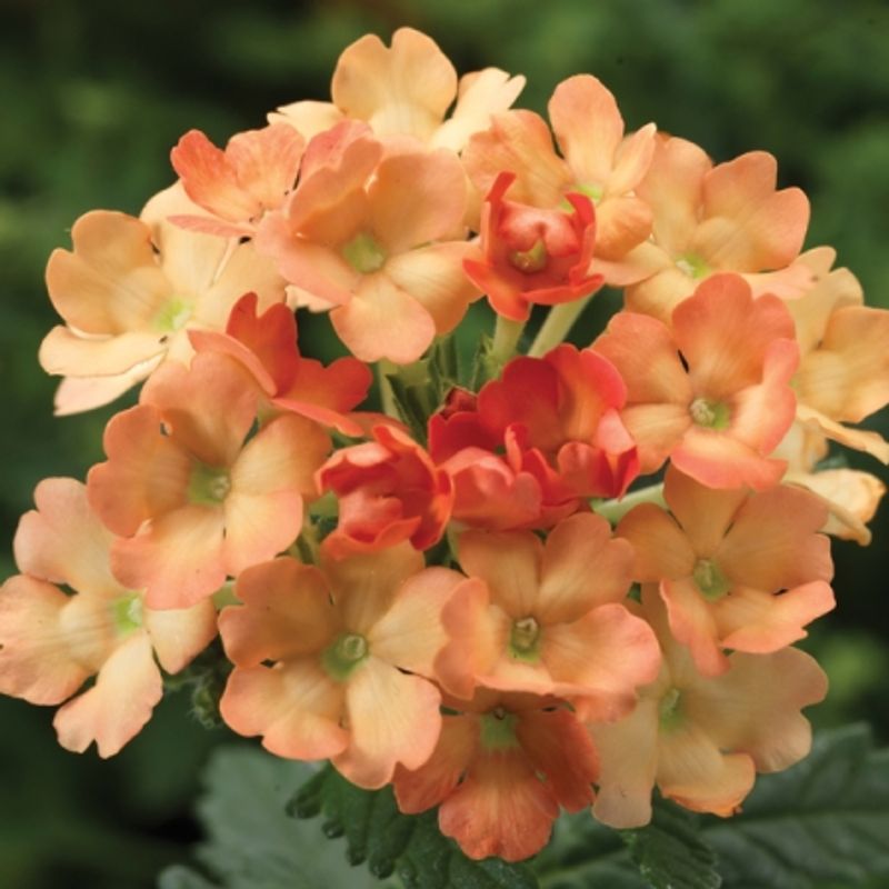 Hageverbena 'Apricot Brandy' - Verbena x hybrida