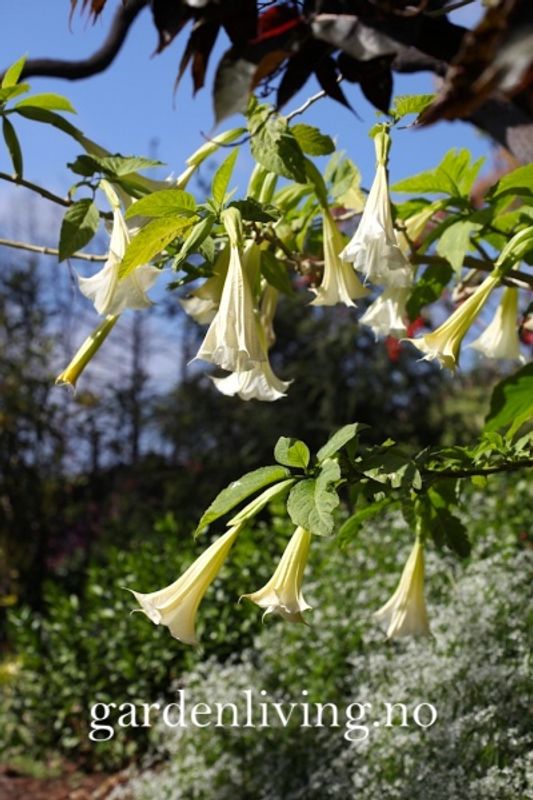 Engletrompet - Brugmansia suaveolens