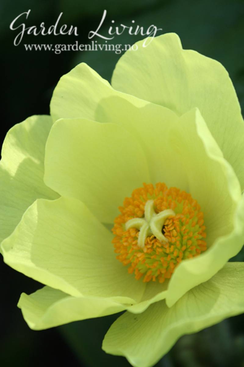 Valmuesøster - Meconopsis integrifolia