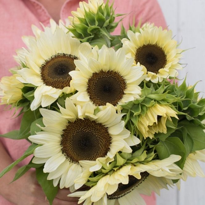 Hovedbilde Solsikke 'Pro Cut White Nite' - Helianthus annuus