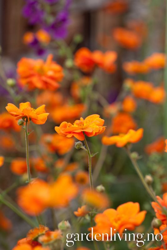 Hagehumleblom 'Princes Juliana'  - Geum