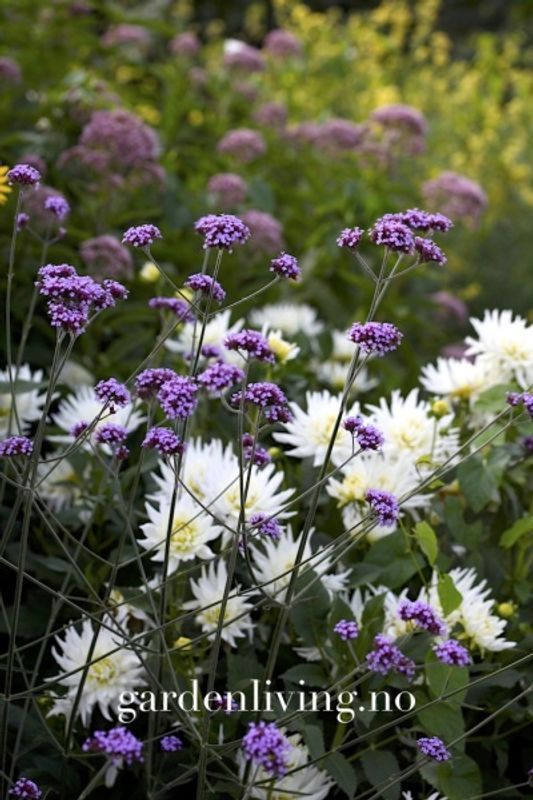 Kjempeverbena - Verbena bonariensis