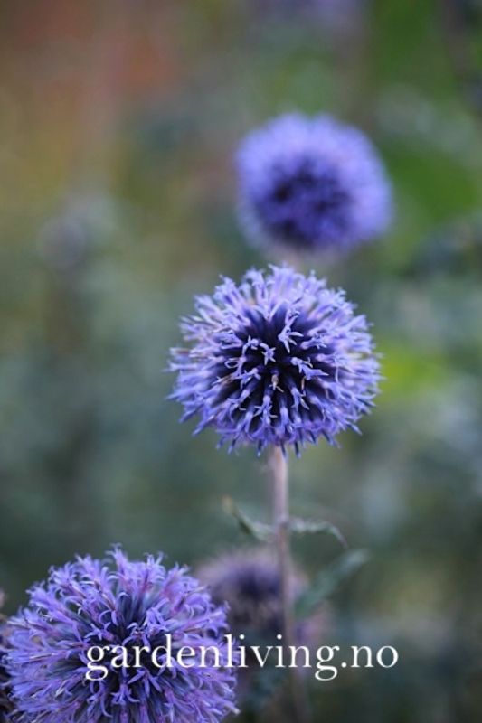 Kuletistel - Echinops ritro