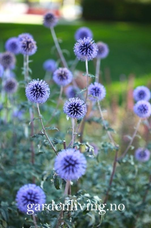Kuletistel 'Platinum Blue' - Echinops ritro