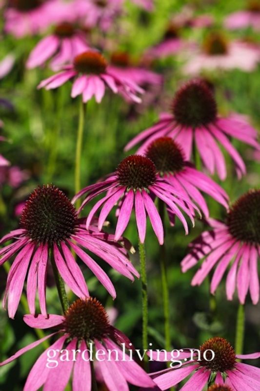 Purpursolhatt 'Bravado’ - Echinacea purpurea 