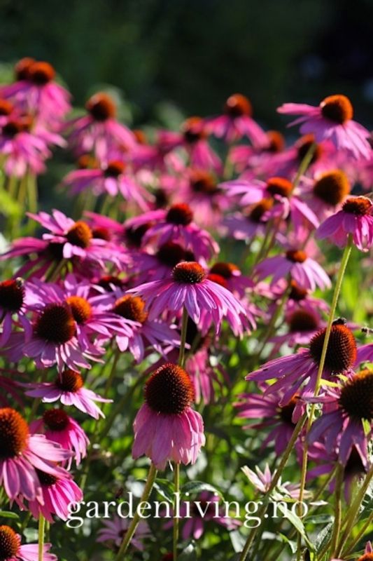 Purpursolhatt 'Bravado’ - Echinacea purpurea 
