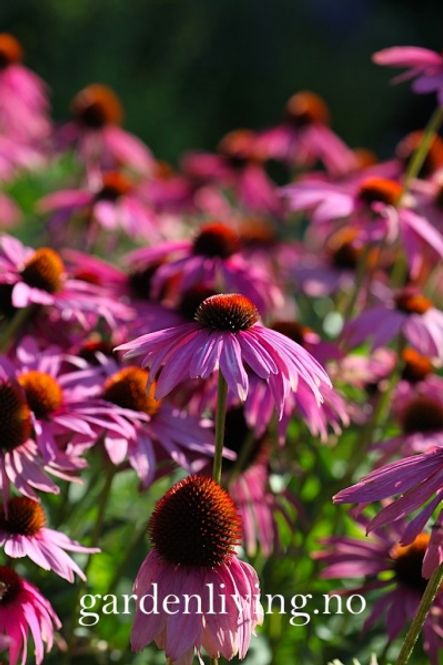Hovedbilde Purpursolhatt 'Large Flowered’ - Echinacea purpurea 
