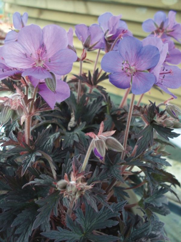 Engstorkenebb 'Boom Chocolatta' ® - Geranium pratense 