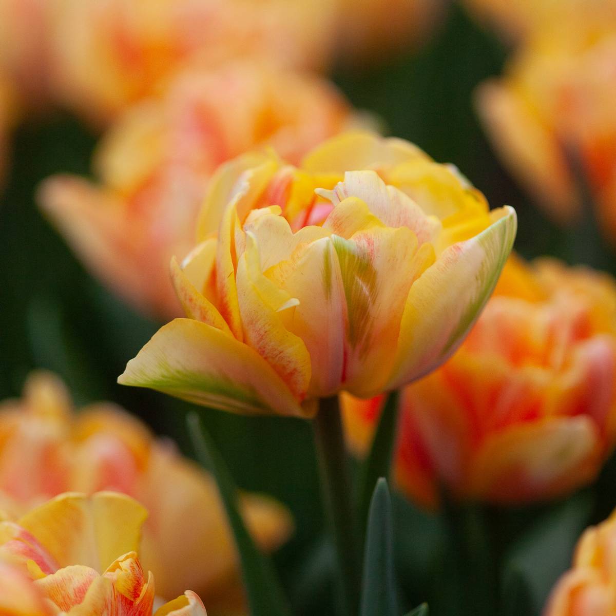 Tulipan 'Foxy Foxtrot’, sen dobbel - 8 stk