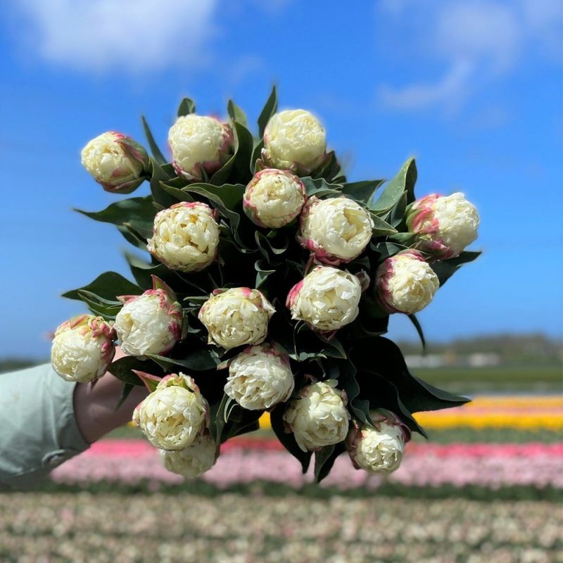 Tulipan 'Ice Cream', sen dobbel - 10 stk