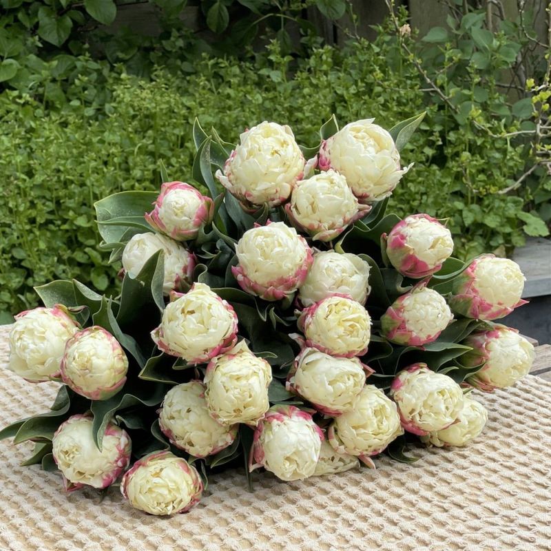 Tulipan 'Ice Cream', sen dobbel - 10 stk
