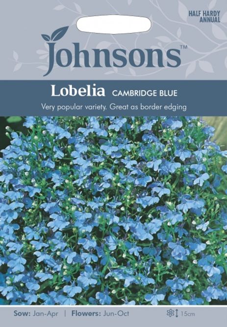 Hovedbilde Lobelia 'Cambridge Blue’ - Kantlobelia