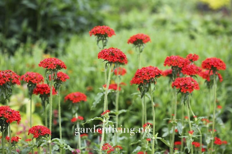 Brennende kjærlighet - Lychnis chalcedonica