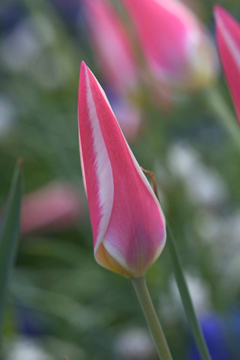 Clusiustulipan 'Peppermintstick' - Tulipa clusiana - 6 stk