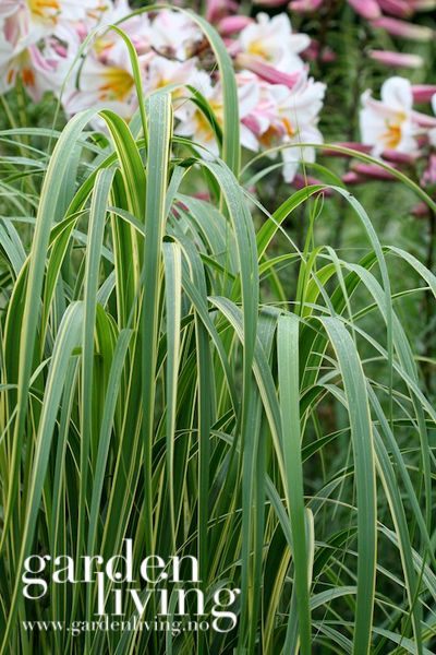 Hovedbilde Kansas-spartina 'Auremarginata' - Spartina pectinata