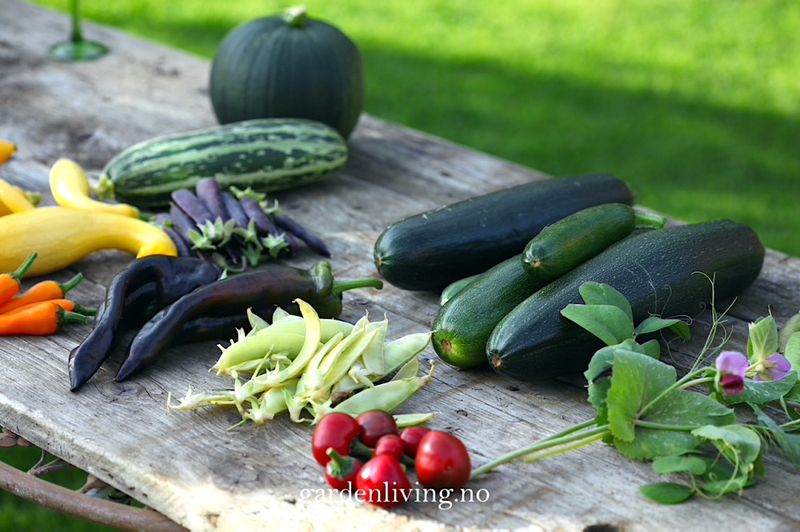 Squash 'Black Beauty' - Cucurbita pepo, Organic