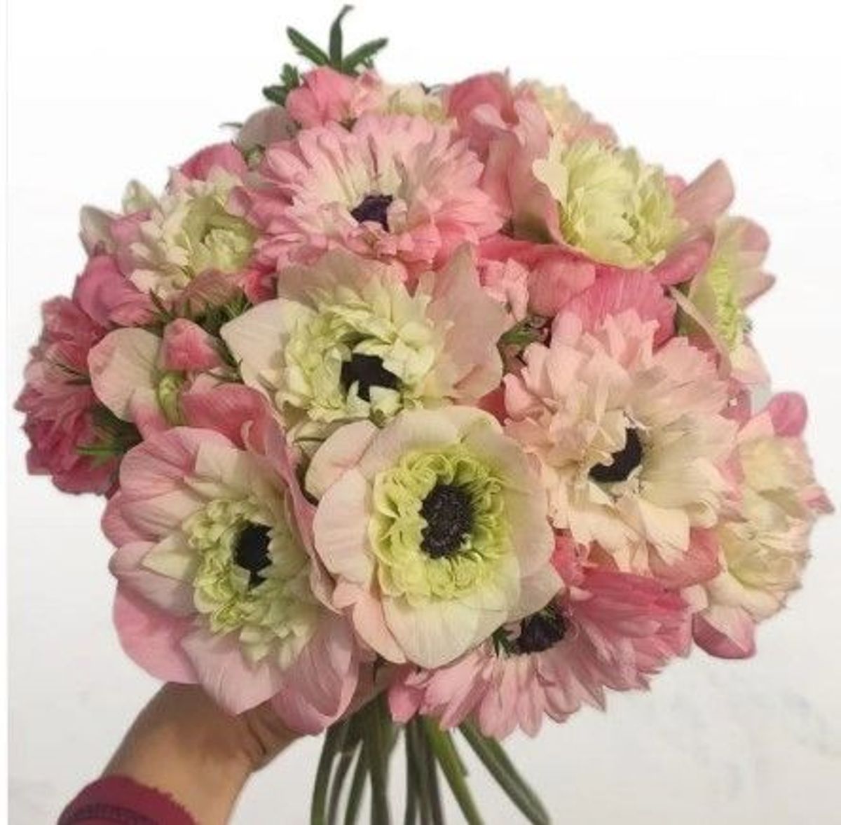 Kronsymre 'Levante® Rosa Chiaro' - Anemone coronaria, 7 stk
