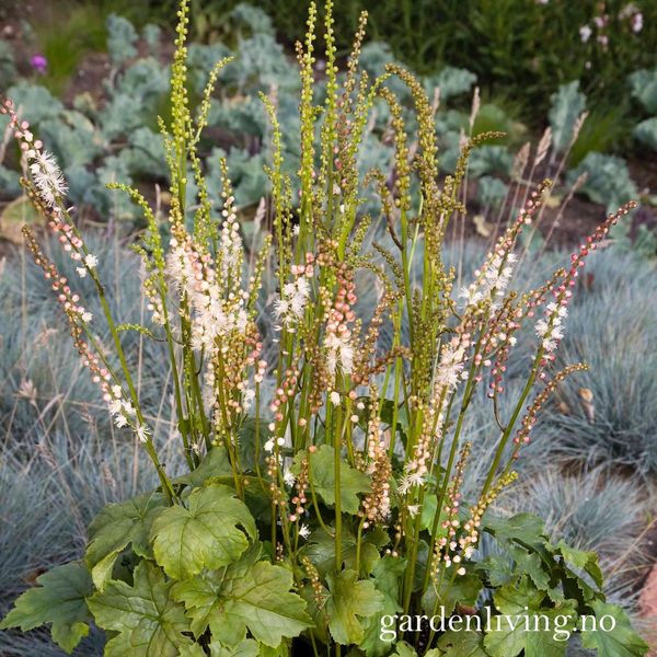 Hovedbilde Høstormedrue 'Silver Dance' - Actaea japonica