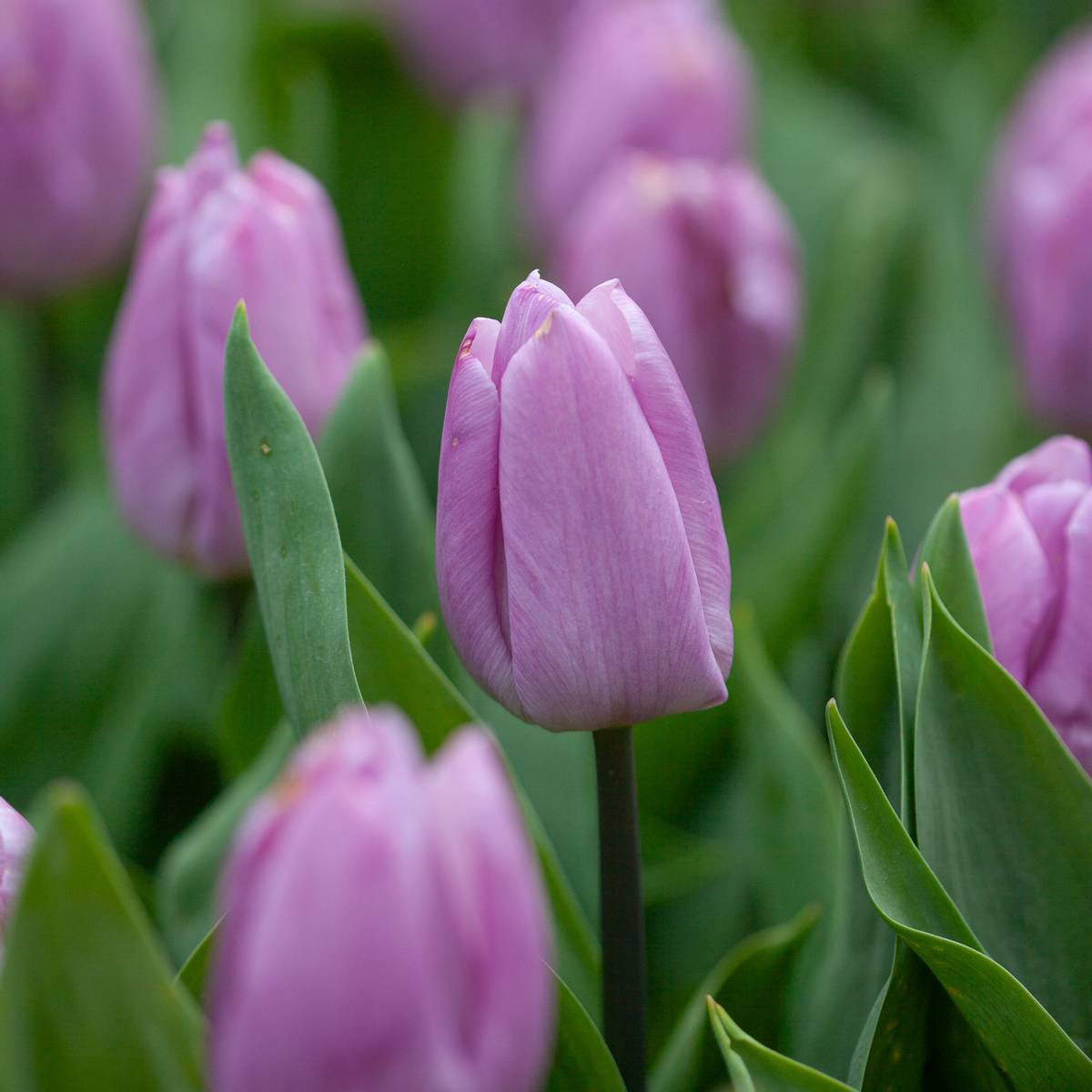 Tulipan 'Candy Prince', Tidlig enkel - 7 stk