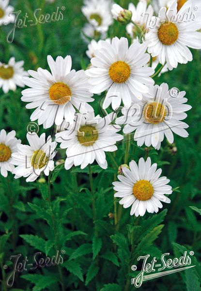 Hovedbilde Høstokseøye - Leucanthemella serotina