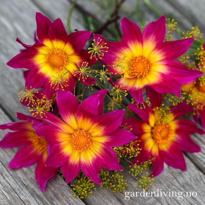 Hovedbilde Georgine 'Bright Eyes' - Dahlia x cultorum, 1 stk.