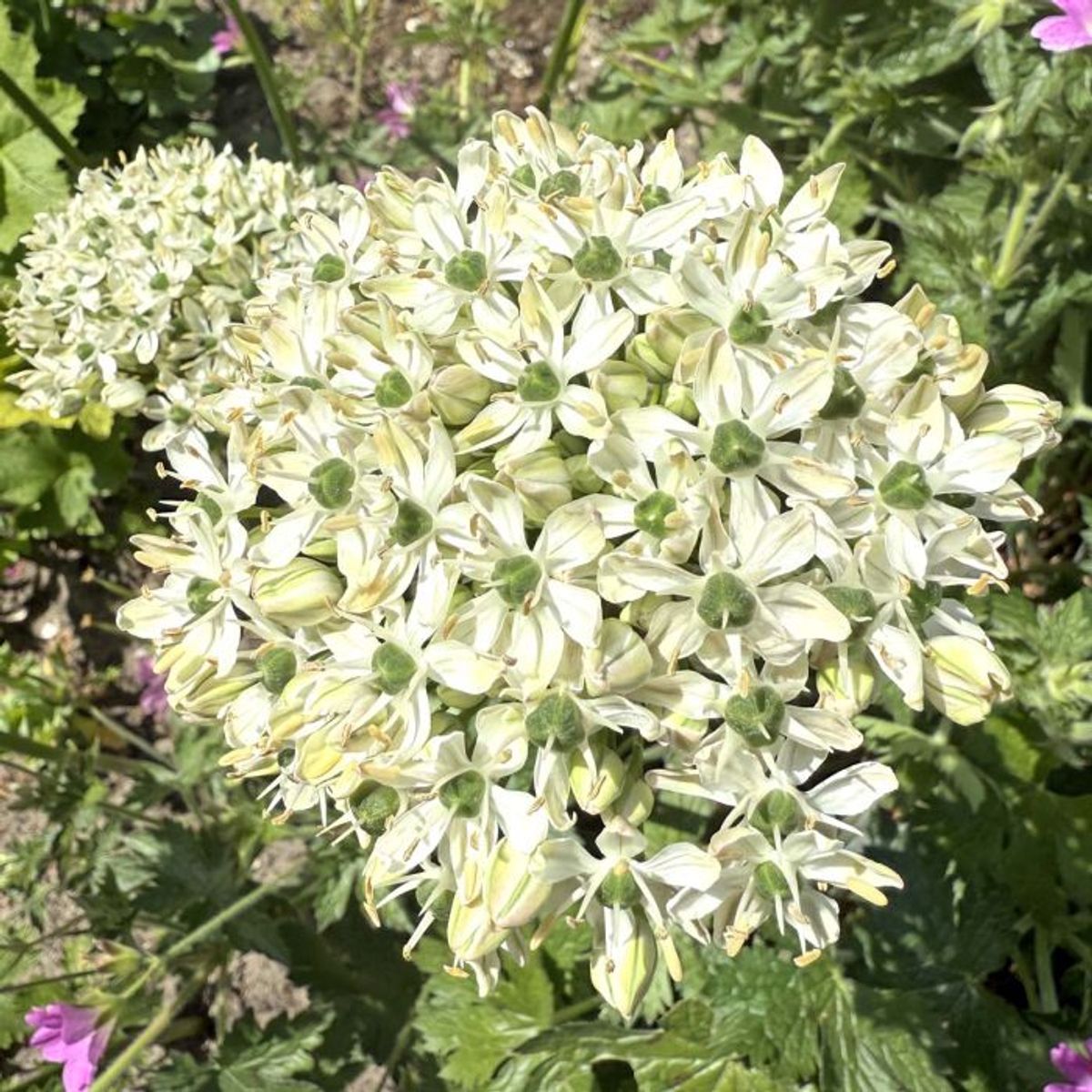 Svartløk - Allium nigrum - 10 stk