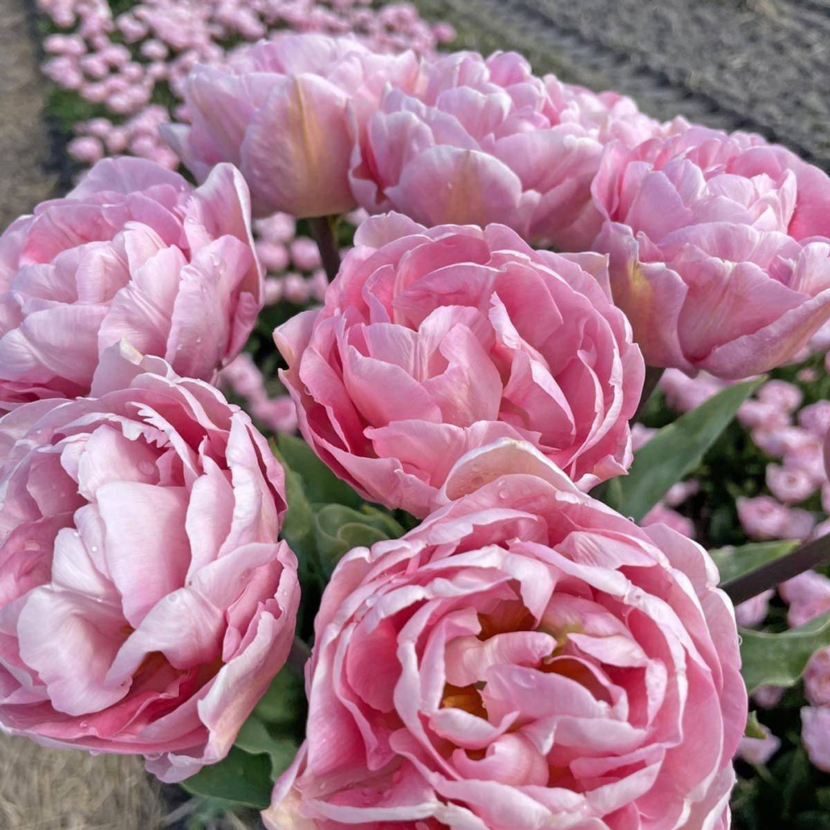 Tulipan 'Mariage’, sen dobbel - 10 stk
