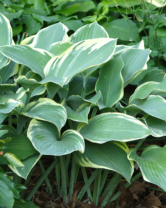 Hosta 'Regal Splendor'