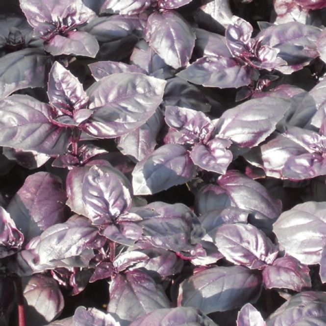 Hovedbilde Basilikum 'Summer Surprise' - Ocimum basilicum