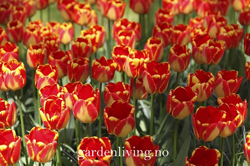 Tulipan 'Banja Luka', darwinhybrid - 10 stk