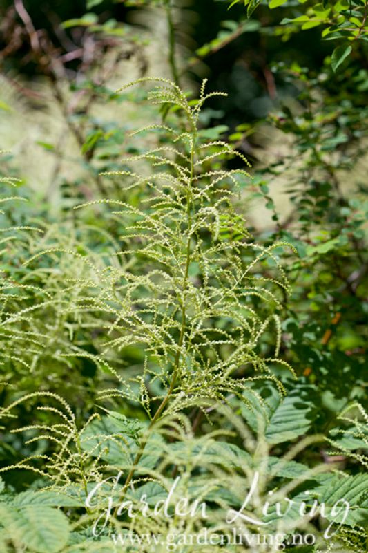 Skogskjegg 'Kneiffii' - Aruncus dioicus