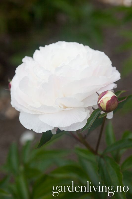 Silkepion 'Shirley Temple' - Paeonia lactiflora