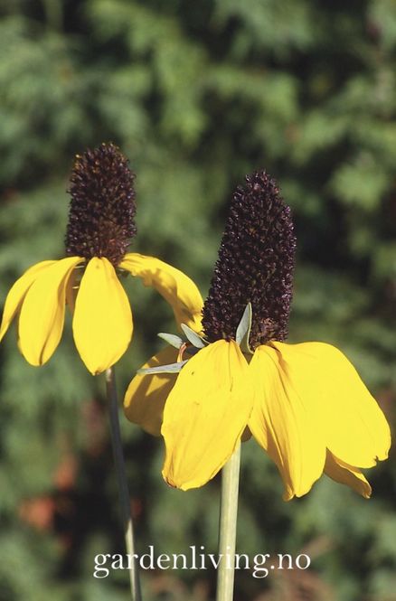 Hovedbilde Rudbeckia amplexicaulis