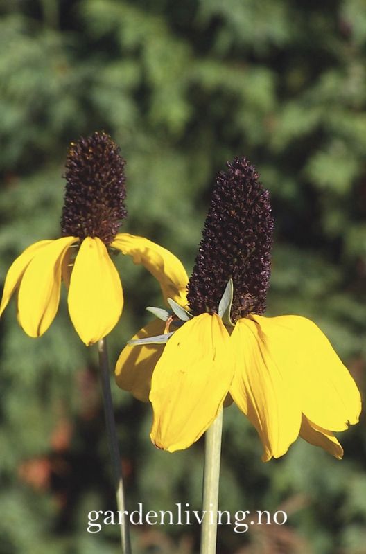 Rudbeckia amplexicaulis