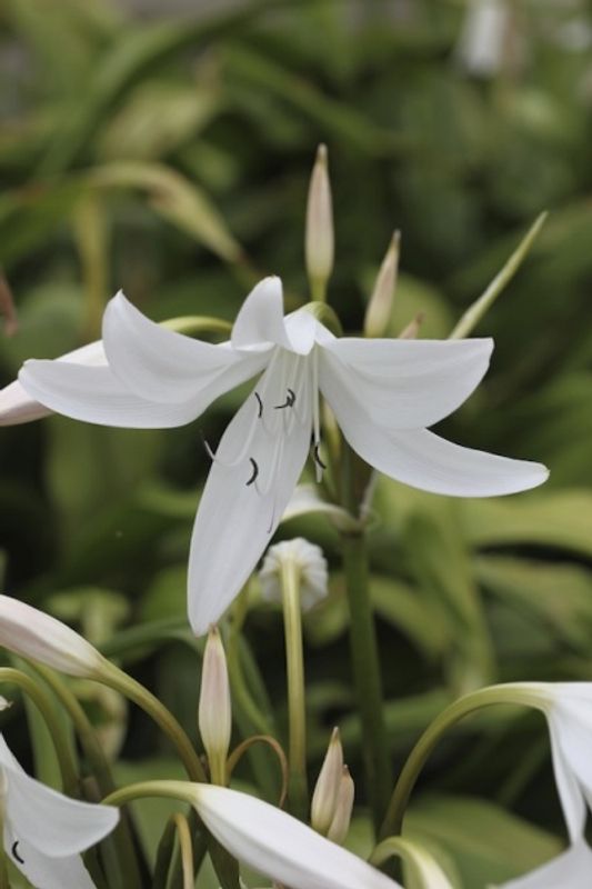Hakelilje - Crinum x powelii 'Album', 1 stk
