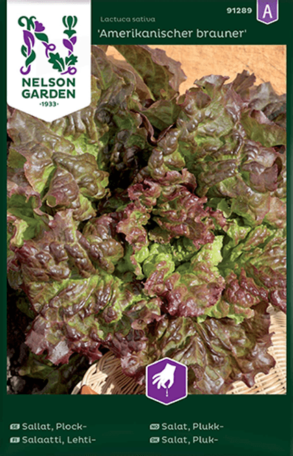 Hovedbilde Bladsalat 'Amerikanischer Brauner' - lactuca