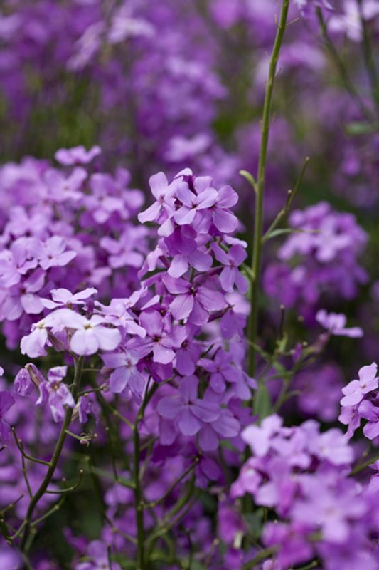 Dagfiol - Hesperis matronalis