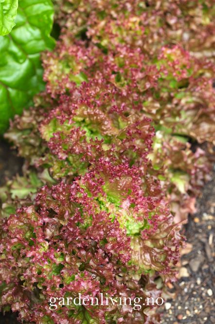 Hovedbilde Lollosalat 'Lollo Rossa' - Lactuca sativa