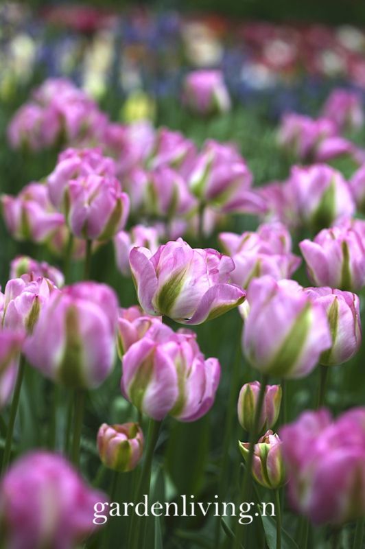Tulipan 'Groenland', viridifloragruppen - 8 stk