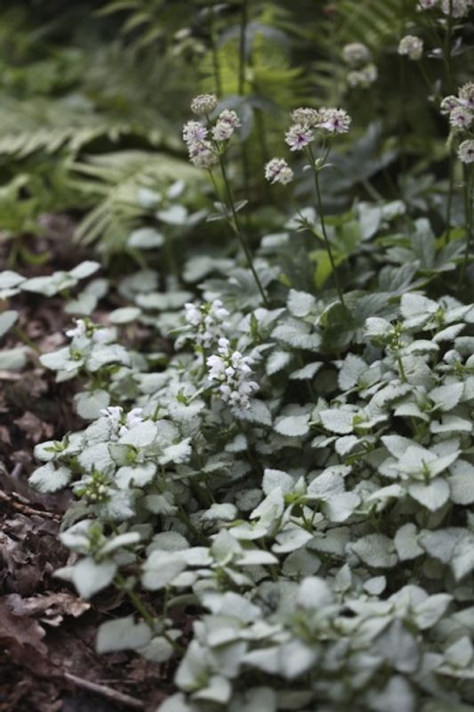Flekktvetann 'White Nancy' - Lamium maculatum